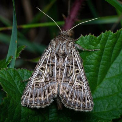 Tholera decimalis (můra jílková), PP Černice