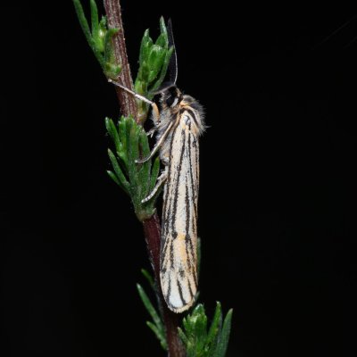 Spiris striata (přástevník jestřábníkový), Havranické vřesoviště