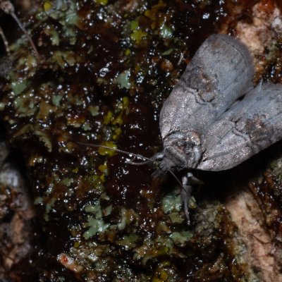 Nycteola asiatica (můrka topolová), Hrušovany u Brna