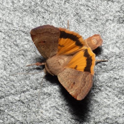 Noctua comes (osenice prvosenková), Lysá hora u Ochozu