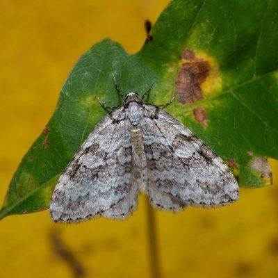 Epirrita sp., Žebětín