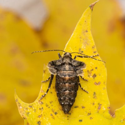 Agriopis aurantiaria (tmavoskvrnáč zlatavý), PR Kamenný vrch