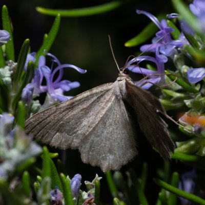 Dicrognophos sartata (-), HR, Jablanac