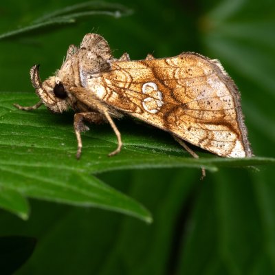 Polychrysia moneta (kovolesklec omějový), NPR Děvín