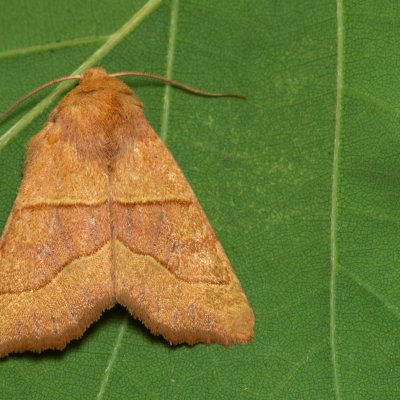 Atethmia centrago (zlatokřídlec jasanový), Hornek