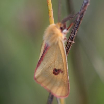 Diacrisia sannio (přástevník chrastavcový), Žebětín