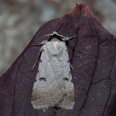 Lygephila craccae (hnědopáska vikvicová), PP Kavky
