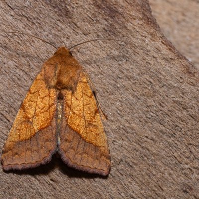 Pyrrhia umbra (černopáska kakostová), Hády - Ruženin lom
