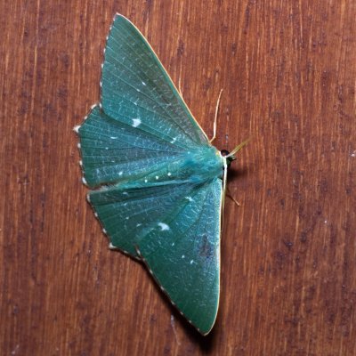 Orothalassodes hypocrites (-), TH, Khao Sok