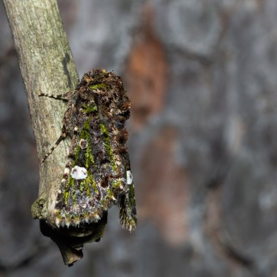 Valeria oleagina (pestroskvrnka březnová), PR Kamenný vrch
