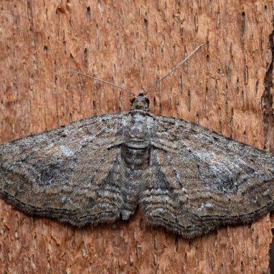 Horisme tersata (píďalka plaménková), NPP Červený kopec