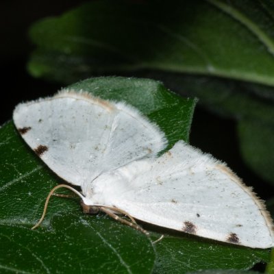 Lomographa bimaculata (tmavoskvrnáč dvouskvrnný), PR Kamenný vrch
