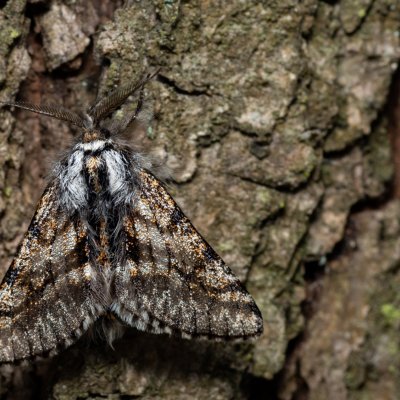 Lycia pomonaria (drsnokřídlec ovocný), Kývalka