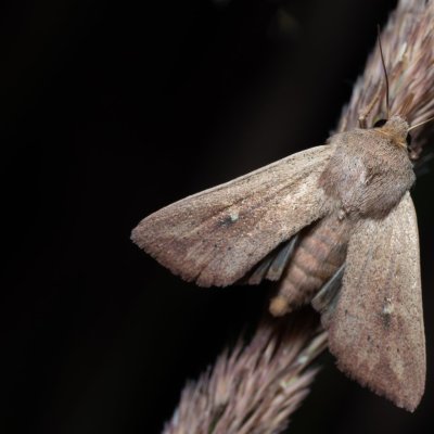 Mythimna ferrago (plavokřídlec bledoskvrnný), Devět křížů