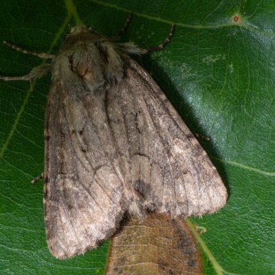 Luperina testacea (travařka hlínožlutá), Kývalka