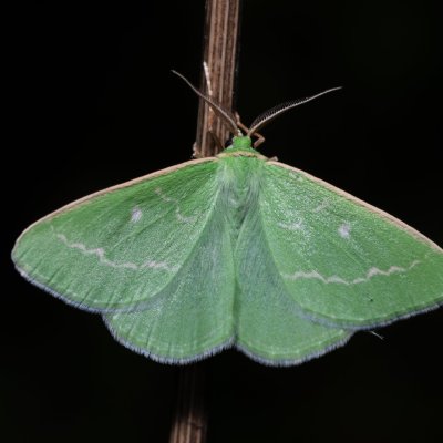 Thetidia smaragdaria (zelenopláštník řebříčkový), Hády