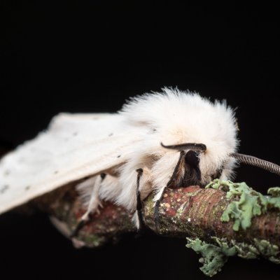 Spilosoma lubricipeda (přástevník mátový), PP Prameniště Pohořského potoka