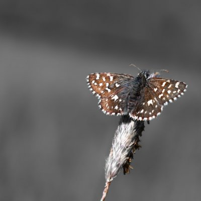Pyrgus malvae (soumračník jahodníkový), PP Bobrava