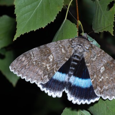 Catocala fraxini (stužkonoska modrá), PP Pánov