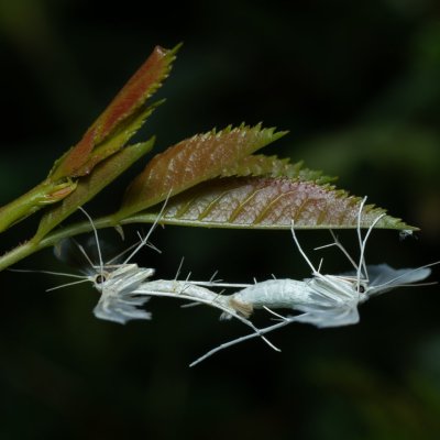 Pterophorus pentadactyla (pernatuška trnková), PP Černice