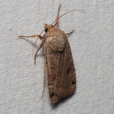 Noctua orbona (osenice černoskvrnná), PP Kavky