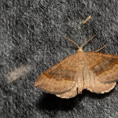 Scotopteryx chenopodiata (vlnočárník sveřepový), Kývalka