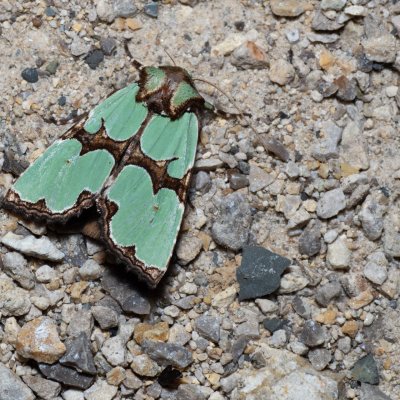 Staurophora celsia (travařka ozdobná), Hodonín - Zbrod