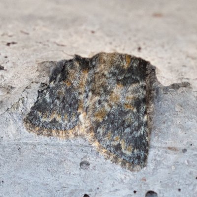 Hadena luteocincta (-), IT, Anterselva, Jižní Tyrolsko