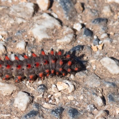 Zerynthia polyxena (pestrokřídlec podražcový), GR, Spartilas, Korfu