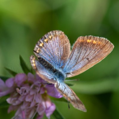 Polyommatus icarus (modrásek jehlicový), Dukovany