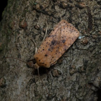 Conistra rubiginea (zimovnice rezavá), Žebětín