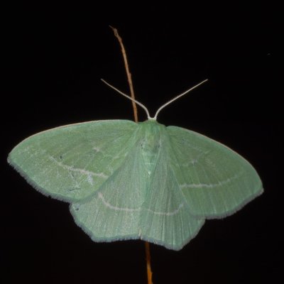 Hemistola chrysoprasaria (zelenopláštník plaménkový), PP Na cvičišti