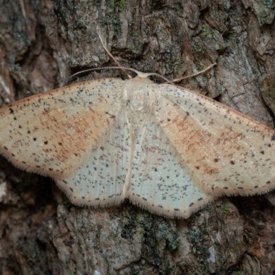Cyclophora punctaria (očkovec dubový), Žebětín