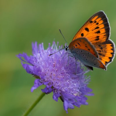 Lycaena dispar (ohniváček černočárný), Lichnov