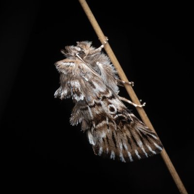Omphalophana antirrhinii (jasnobarvec hledíkový), NPP Pouzdřanská step - Kolby