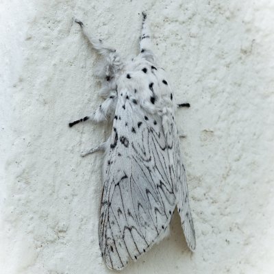 Cerura erminea (hranostajník bílý), Kutná hora