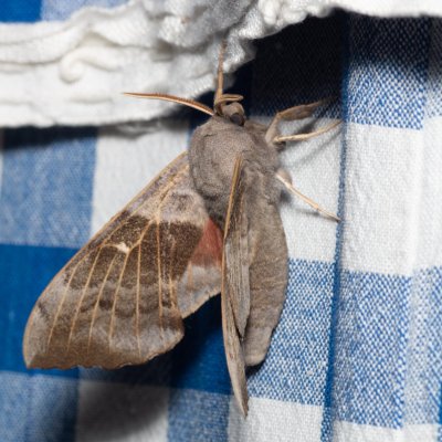 Laothoe populi (lišaj topolový), SK, Štôla