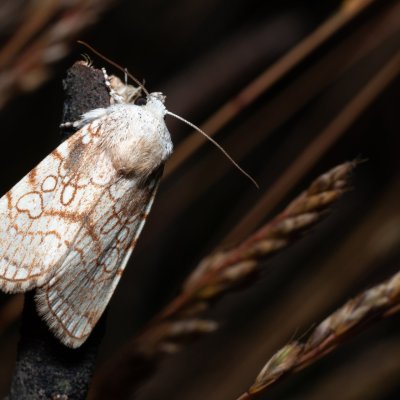 Dicycla oo (blýskavka dvouoká), NPP Pouzdřanská step - Kolby