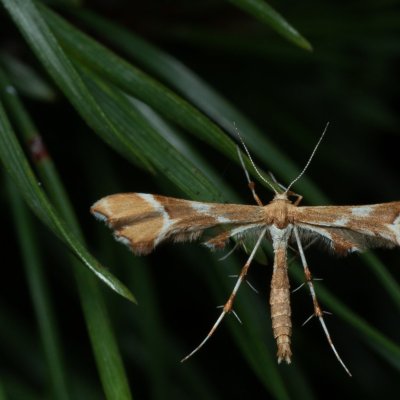 Cnaemidophorus rhododactyla (pernatuška šípková), PP Černice