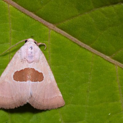 Calymma communimacula (světlopáska červcová), PP Na cvičišti