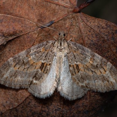 Trichopteryx polycommata (šedokřídlec ptačízobový), Ždánický les