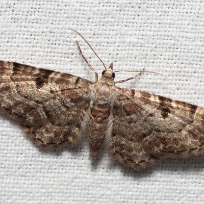 Eupithecia abietaria (píďalička šišková), Hády