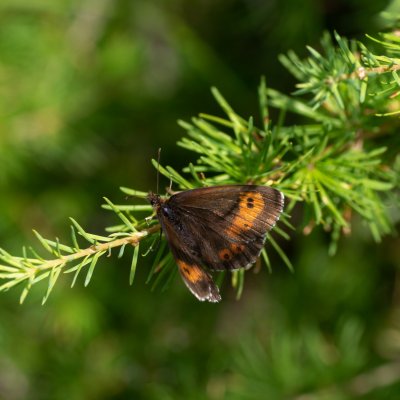 okáč rudopásný, SK, NPR Furkotská dolina, Tatry