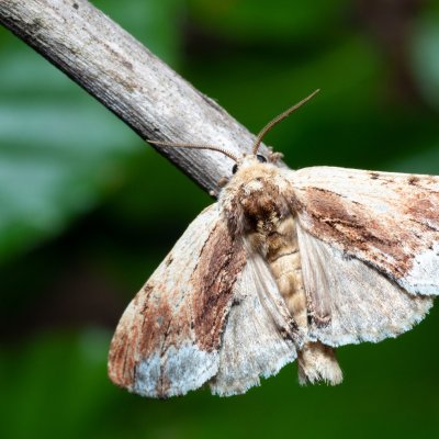 Ptilodon cucullina (hřbetozubec břekový), Březina