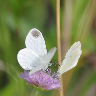 Leptidea juvernica/sinapis (bělásek luční/hrachorový), NS Motýlí ráj