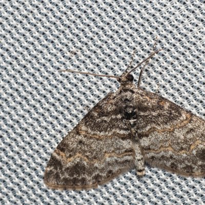 Lobophora halterata (šedokřídlec osikový), Henčov