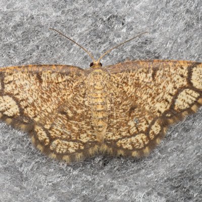 Stegania cararia (kropenatec zdobený), Žebětín