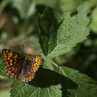 Hamearis lucina (pestrobarvec petrklíčový), Jehnice