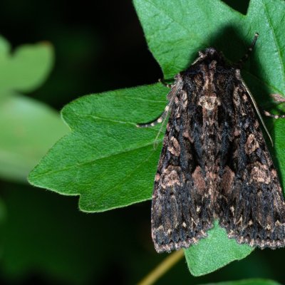Mniotype satura (pestroskvrnka zimolezová), Žebětín
