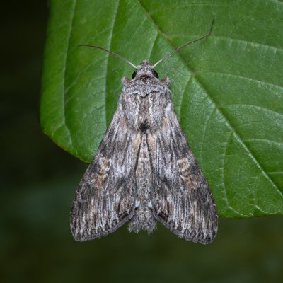 Cucullia xeranthemi (kukléřka zlatovlásková), PP Kamenný vrch u Kurdějova